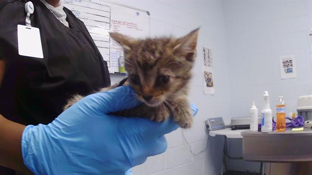 Shelter Stray Female Cat last seen CHARLOTTE, 8315 Byrum Dr, Charlotte, NC 28217, USA