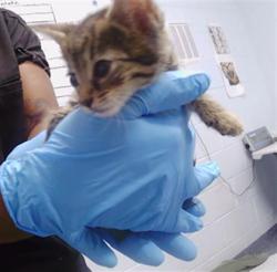 Shelter Stray Female Cat last seen CHARLOTTE, 8315 Byrum Dr, Charlotte, NC 28217, USA
