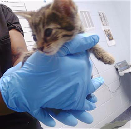 Shelter Stray Female Cat last seen CHARLOTTE, 8315 Byrum Dr, Charlotte, NC 28217, USA