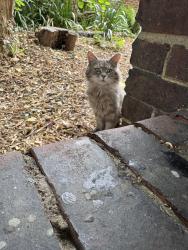 Found/Stray Unknown Cat last seen By Binnie hse council est, Greater London, England SE1 6QG