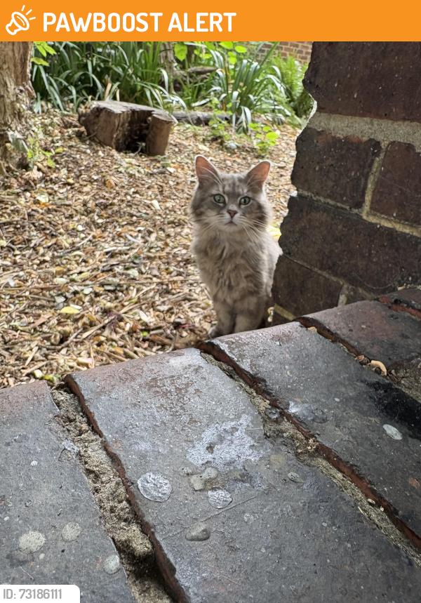 Found/Stray Unknown Cat last seen By Binnie hse council est, Greater London, England SE1 6QG