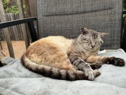 Reunited Male Cat last seen Near well grounded, El Cerrito, CA 94530