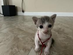 Lost Female Cat last seen Near Deaf Smith Blvd, Austin, TX 78725