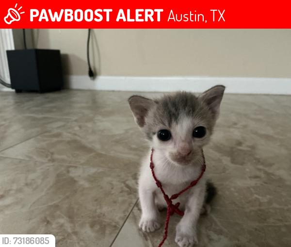 Lost Female Cat last seen Near Deaf Smith Blvd, Austin, TX 78725