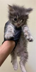 Shelter Stray Female Cat last seen GLEN ELLEN CIR & 24TH ST, 2127 Front St, Sacramento, CA 95818, USA