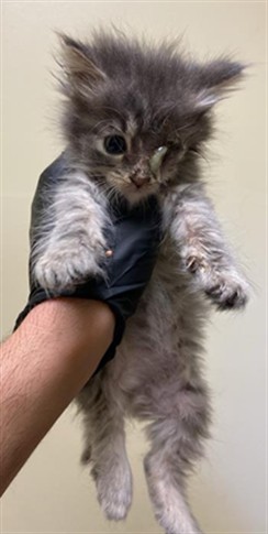 Shelter Stray Female Cat last seen GLEN ELLEN CIR & 24TH ST, 2127 Front St, Sacramento, CA 95818, USA