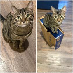 Lost Male Cat last seen church st & dodge evanston, Cook County, IL 60204