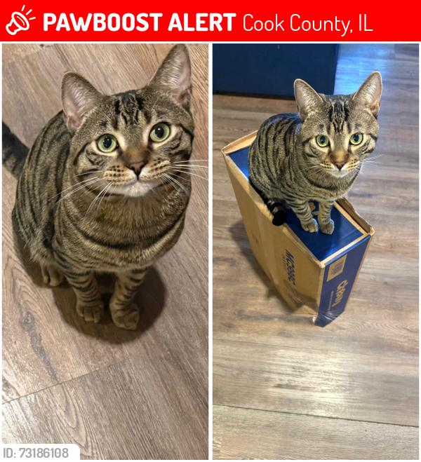 Lost Male Cat last seen church st & dodge evanston, Cook County, IL 60204