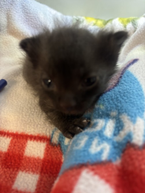 Shelter Stray Male Cat last seen , 14409 Vanowen St, Van Nuys, CA 91405, USA