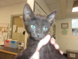 Shelter Stray Male Cat last seen , 14409 Vanowen St, Van Nuys, CA 91405, USA