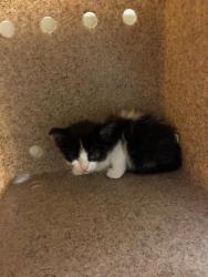 Shelter Stray Male Cat last seen AUSTIN ST & WAUNITA WAY, 2127 Front St, Sacramento, CA 95818, USA