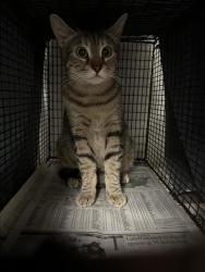 Shelter Stray Female Cat last seen , 14409 Vanowen St, Van Nuys, CA 91405, USA