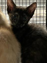 Shelter Stray Female Cat last seen , 14409 Vanowen St, Van Nuys, CA 91405, USA