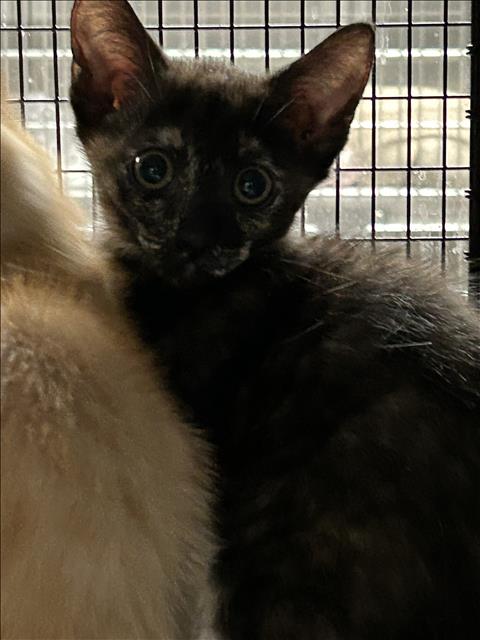 Shelter Stray Female Cat last seen , 14409 Vanowen St, Van Nuys, CA 91405, USA