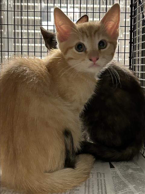 Shelter Stray Male Cat last seen , 14409 Vanowen St, Van Nuys, CA 91405, USA