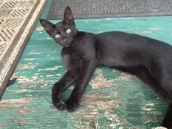 Lost Male Cat last seen Spencer street, Honolulu, HI 96814