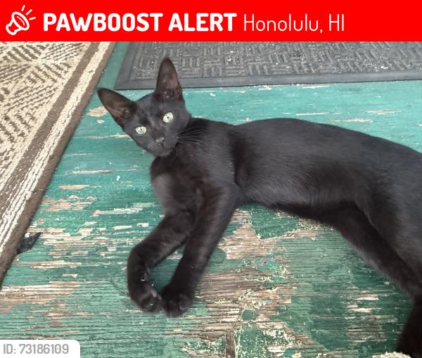 Lost Male Cat last seen Spencer street, Honolulu, HI 96814