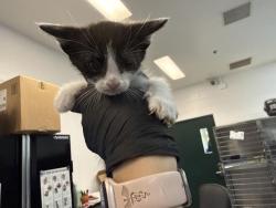Shelter Stray Male Cat last seen Near BLOCK BOB HOPE DR, CATHEDRAL CITY CA 92276, 72050 Pet Land Pl, Thousand Palms, CA 92276, USA
