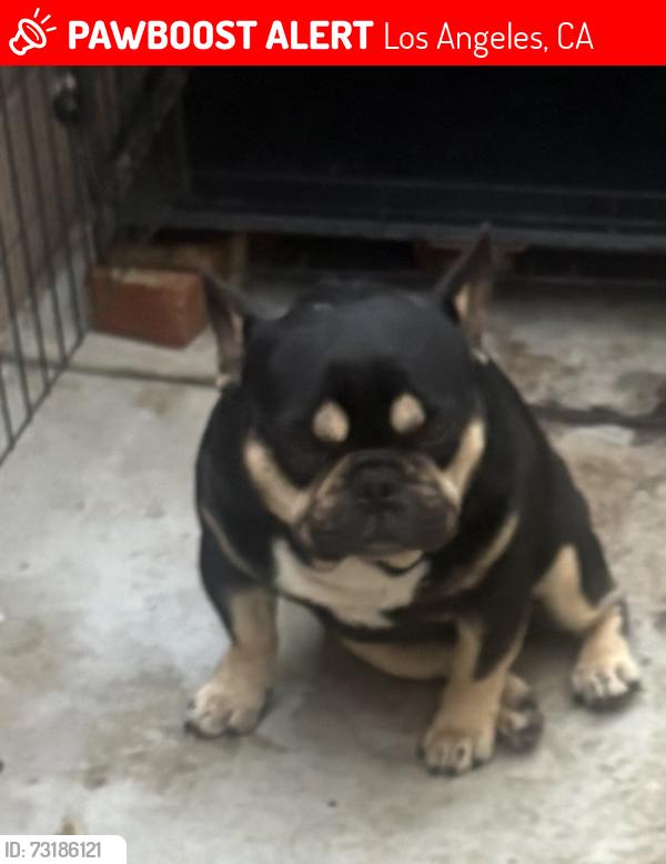 Lost Male Dog last seen Stanford and wadsworth, Los Angeles, CA 90059