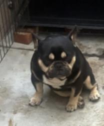 Lost Male Dog last seen Stanford and wadsworth, Los Angeles, CA 90059