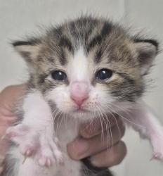 Shelter Stray Male Cat last seen Near BLOCK NORRIS RD, BAKERSFIELD CA 93308, 3951 Fruitvale Ave, Bakersfield, CA 93308, USA