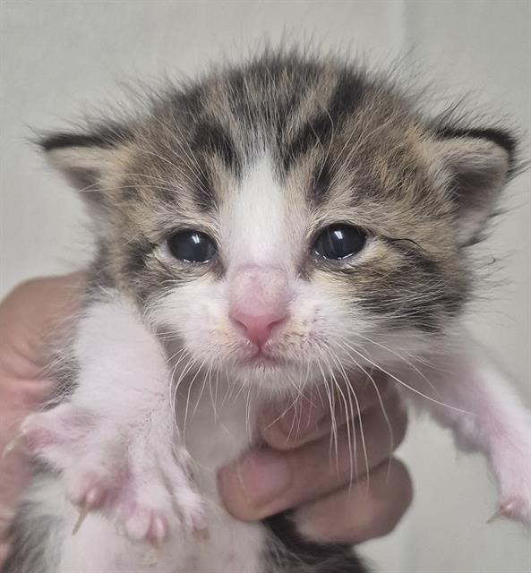 Shelter Stray Male Cat last seen Near BLOCK NORRIS RD, BAKERSFIELD CA 93308, 3951 Fruitvale Ave, Bakersfield, CA 93308, USA