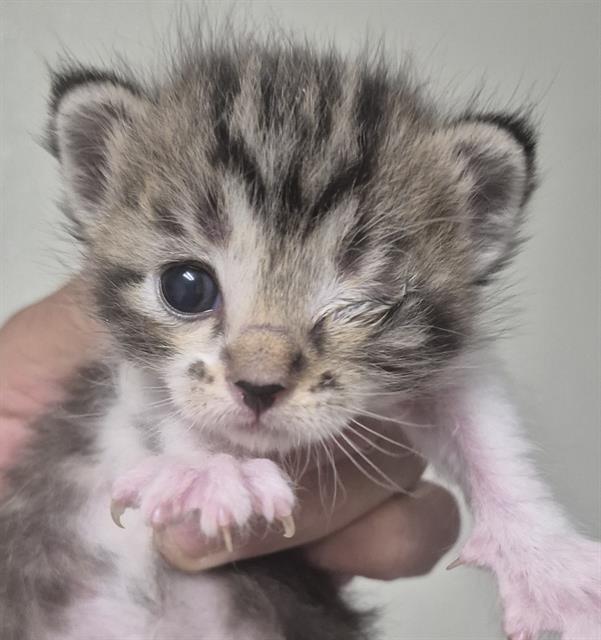 Shelter Stray Female Cat last seen Near BLOCK NORRIS RD, BAKERSFIELD CA 93308, 3951 Fruitvale Ave, Bakersfield, CA 93308, USA