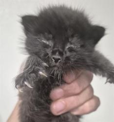 Shelter Stray Female Cat last seen Near BLOCK NORRIS RD, BAKERSFIELD CA 93308, 3951 Fruitvale Ave, Bakersfield, CA 93308, USA