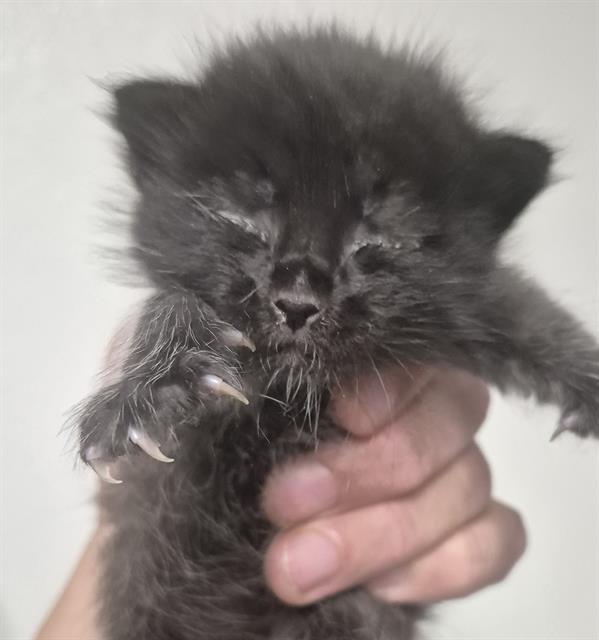 Shelter Stray Female Cat last seen Near BLOCK NORRIS RD, BAKERSFIELD CA 93308, 3951 Fruitvale Ave, Bakersfield, CA 93308, USA