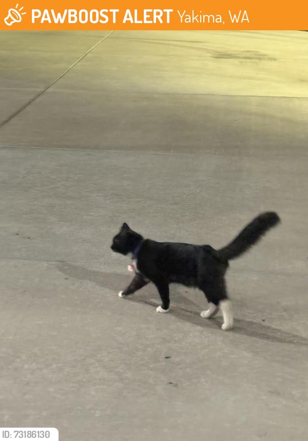 Found/Stray Male Cat last seen Near Tieton Dr Yakima, WA 98902 United States, Yakima, WA 98901
