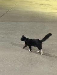 Found/Stray Male Cat last seen Near Tieton Dr Yakima, WA 98902 United States, Yakima, WA 98901