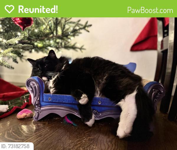 Reunited Male Cat last seen Near Wigen Rd, Lynnwood, WA 98087, USA, Lynnwood, WA 98087