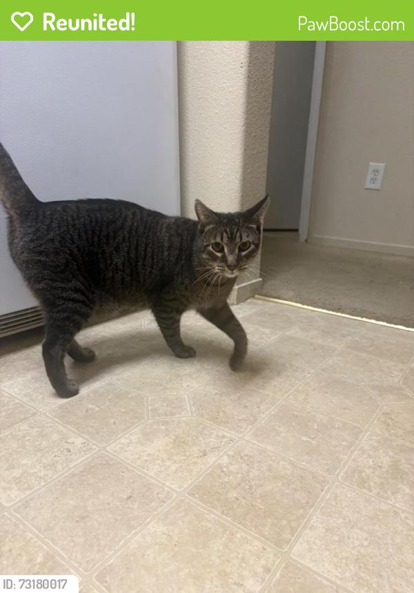 Reunited Male Cat last seen Pear blossom Drive Off stony point road, Santa Rosa, CA 95407