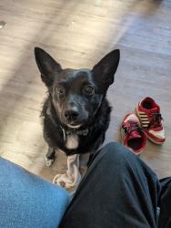 Lost Male Dog last seen South Park library/South Park fire station, Seattle, WA 98108