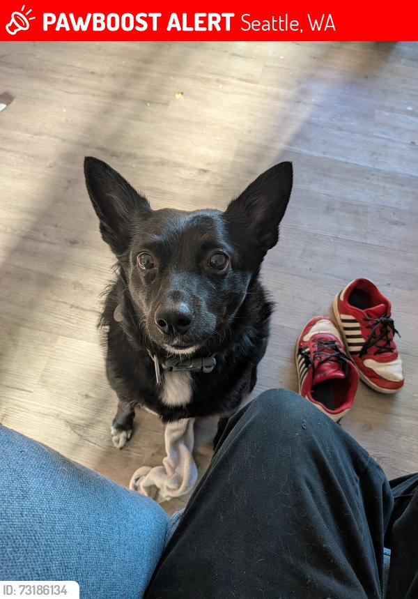 Lost Male Dog last seen South Park library/South Park fire station, Seattle, WA 98108