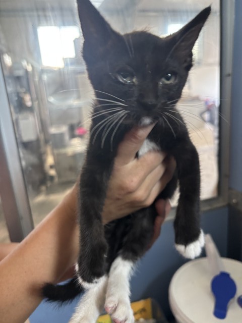 Shelter Stray Female Cat last seen W N ST & S 7TH ST, 333 Chandler Pl, San Bernardino, CA 92408, USA
