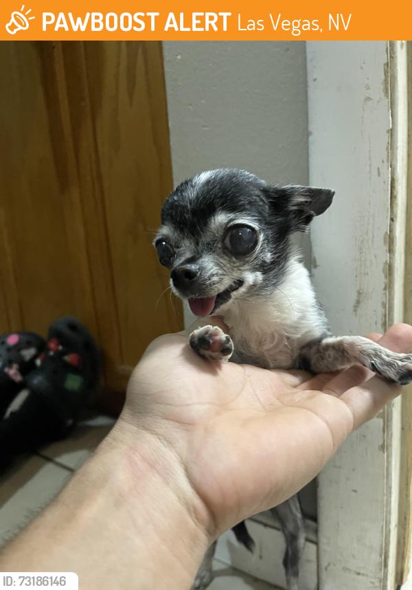 Found/Stray Female Dog last seen Magnolia and orange street near twin lakes elementary, Las Vegas, NV 89107