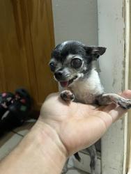 Found/Stray Female Dog last seen Magnolia and orange street near twin lakes elementary, Las Vegas, NV 89107