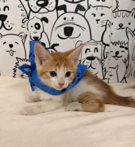 Shelter Stray Male Cat last seen , 957 N Gaffey St, San Pedro, CA 90731, USA