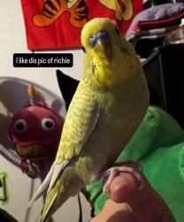 Lost Male Bird last seen Camino al norte and craig. Neighborhood 5 min from craig park, North Las Vegas, NV 89031