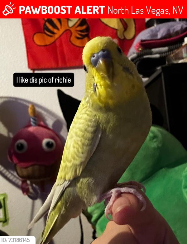 Lost Male Bird last seen Camino al norte and craig. Neighborhood 5 min from craig park, North Las Vegas, NV 89031