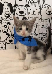 Shelter Stray Male Cat last seen , 957 N Gaffey St, San Pedro, CA 90731, USA