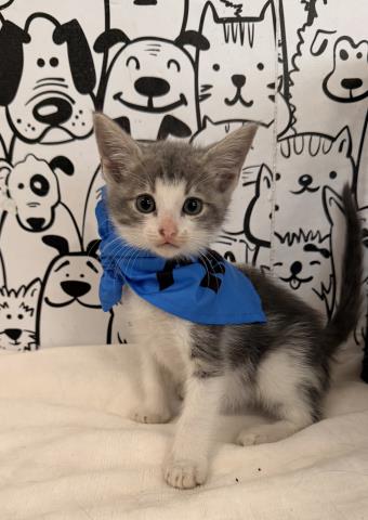 Shelter Stray Male Cat last seen , 957 N Gaffey St, San Pedro, CA 90731, USA
