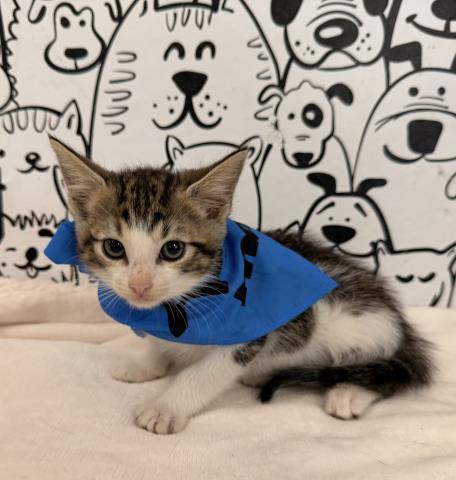 Shelter Stray Male Cat last seen , 957 N Gaffey St, San Pedro, CA 90731, USA