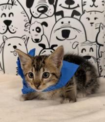 Shelter Stray Male Cat last seen , 957 N Gaffey St, San Pedro, CA 90731, USA