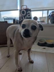 Reunited Female Dog last seen east 34th avenue and gladstone street, Vancouver, BC V5P 4C1