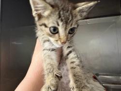 Shelter Stray Male Cat last seen , West Valley Animal Shelter, 20655 Plummer St, Chatsworth, CA 91311, USA