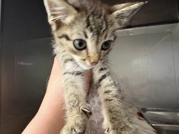 Shelter Stray Male Cat last seen , West Valley Animal Shelter, 20655 Plummer St, Chatsworth, CA 91311, USA