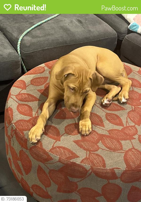 Reunited Female Dog last seen Lara views est, Lara, VIC 3212