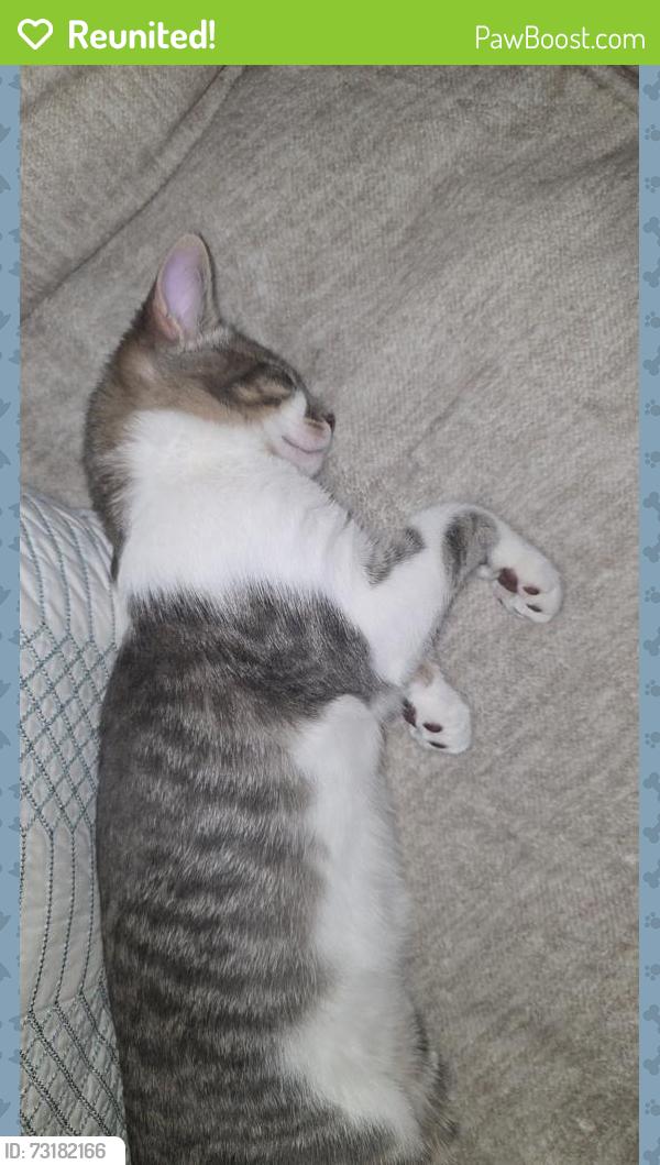 Reunited Male Cat last seen Timber Creek Townhouse, Nampa, ID 83651